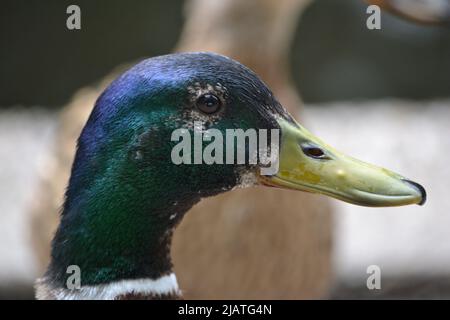 Le anatre del bambino e la loro anatra di Profil della madre/lato Foto Stock