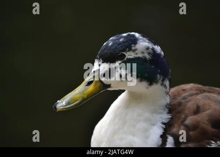 Le anatre del bambino e la loro anatra di Profil della madre/lato Foto Stock