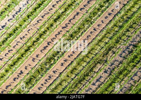 Veduta aerea di vigneti e vigneti. Vitigni in filari piante fresche con foglie verdi. In attesa della vendemmia e del vino nuovo. File in un vigneto, Foto Stock