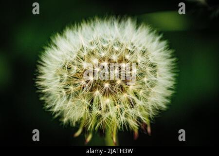 Dente di leone orologio fiore primo piano Foto Stock