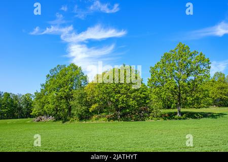 Boschetto su un campo verde Foto Stock