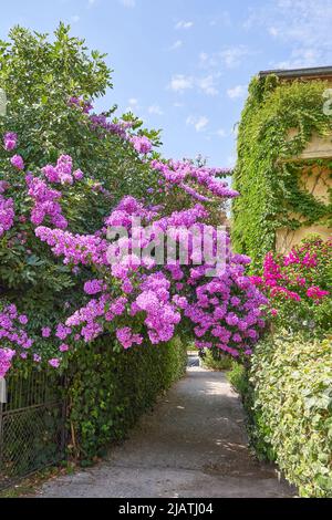La fioritura della bougainvillea si sviluppa in una strada stretta di una città europea. Foto Stock