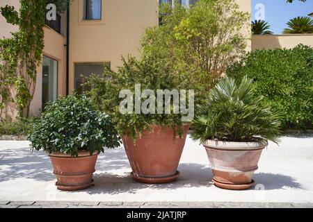 Cespugli in un vaso di argilla per giardino paesaggistico Foto Stock