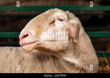 Merinolandschaf o razza Merino di pecora domestica in penna di fattoria. Questa razza è nota anche come Wurttemberger. Messa a fuoco selettiva. Foto Stock