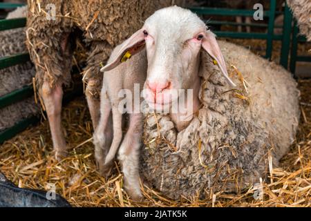 Merinolandschaf o razza Merino di pecora domestica in penna di fattoria. Questa razza è nota anche come Wurttemberger. Messa a fuoco selettiva. Foto Stock