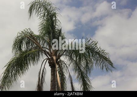 Una sola palma tropicale che ondola nella soleggiata brezza estiva. Foto Stock