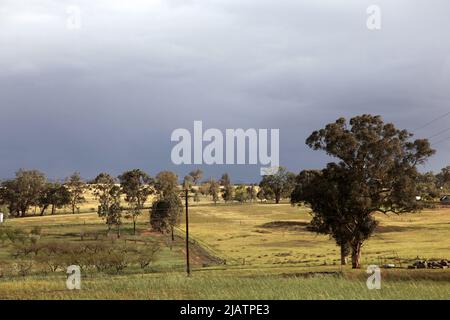 Un paesaggio di campagna australiano. Cowra - nuovo Galles del Sud Centrale - Australia Foto Stock