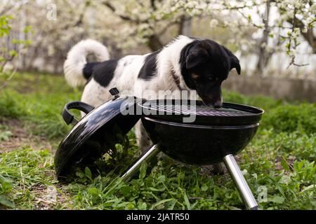 Barbecue grill si trova in un prato tra l'erba verde. Picnic nella natura. Cane nelle vicinanze Foto Stock