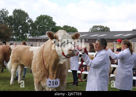 Ipswich, Regno Unito. 01st Giu 2022. Dopo essere stato cancellato nel 2020 e nel 2021 a causa di restrizioni Covid il Suffolk Show ritorna a Ipswich. I campionati interriebree di carne bovina in corso. Credit: Eastern views/Alamy Live News Foto Stock