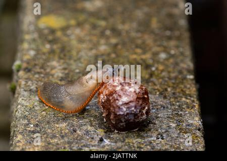 Un giardino slug mangiare frutta marciante. Foto Stock