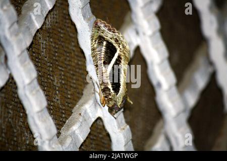 Falena a pois (Eudocima materna) appoggiata su una porta di ferro : Pix SShukla Foto Stock