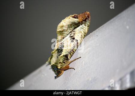 Falena a pois (Eudocima materna) appoggiata su una porta di ferro : Pix SShukla Foto Stock