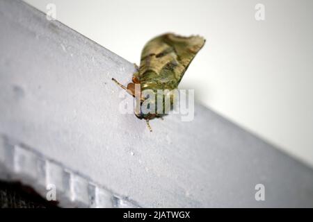 Falena a pois (Eudocima materna) appoggiata su una porta di ferro : Pix SShukla Foto Stock