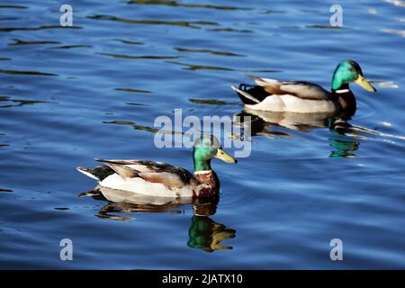Le anatre di Mallard nuotano su un lago nel parco estivo. Due anatre maschi con riflessi in acqua blu Foto Stock