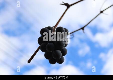 Un mazzo di uve fotografate alla fine dell'autunno Foto Stock