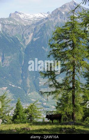 SVIZZERA, montagna alpina, Kanton Wallis, agricoltura in montagna, pascolo delle mucche da latte di Eringer, il latte è la base del formaggio Raclette / SCHWEIZ Kanton Wallis, Landwirtschaft auf Alpen zur Beweidung von Flaechen und Vermeidung von Verbuschung der Kulturlandschaften, Erringer Kuehe auf der Alpe col, nel Leen, Aus der Milch wird der Raclette Kaese hergestellt Foto Stock