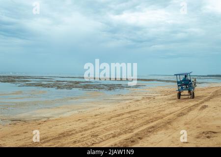 carrozza con cavallo sulla spiaggia Foto Stock