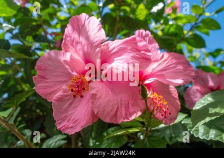 Rosa mallow Foto Stock