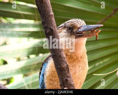 ride hans su un ramo che alimenta il polpio. Bellissimo piumaggio colorato dell'uccello australiano. Interessante osservazione dell'animale. Registrazione animale Foto Stock