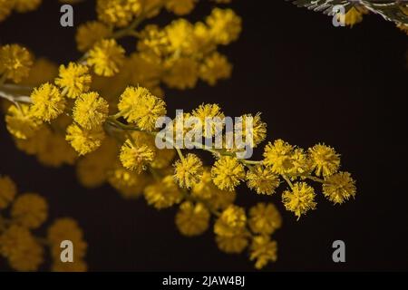 Macro immagine dei fiori gialli luminosi del Black Wattle (Acolia mearnsii) Foto Stock