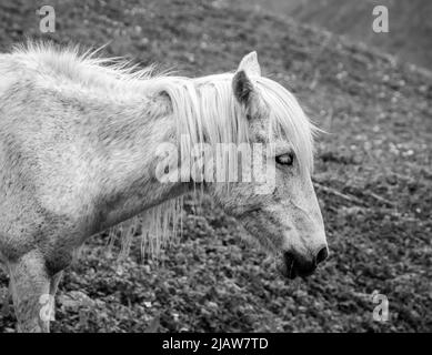 Cavallo pascolo in campo, in montagna, in primo piano bianco e nero. Foto Stock