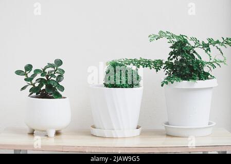 Piccoli alberi in pentole bianche per la decorazione in giardino domestico , albero di piante minimale con albero di Banyan , legno di raso delle Andamane , Feroniella lucida Foto Stock