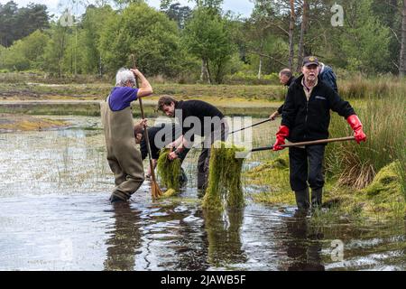 Volontari e lavoratori di conservazione che rimuovono la pianta invasiva Crassula helmsii, una specie introdotta non nativa, da un grande stagno in Hampshire, Regno Unito Foto Stock
