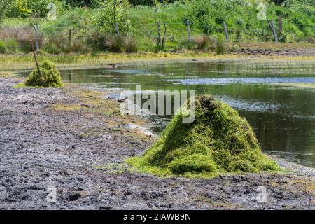 Rimozione della pianta invasiva Crassula helmsii, una specie introdotta non nativa, da un grande stagno in Hampshire, Regno Unito. Mucchi di crassula cancellata da stagno. Foto Stock