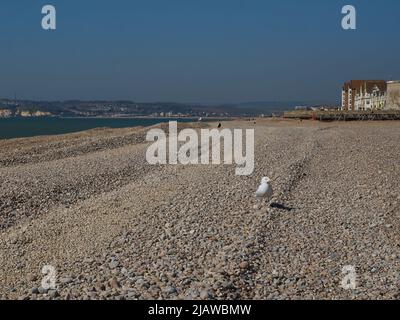 Una scena marina illuminata dal sole a Seaford, guardando attraverso un'ampia spiaggia punteggiata di uccelli e il canale Inglese fino a un promontorio di gesso scogliera attraverso la baia. Foto Stock