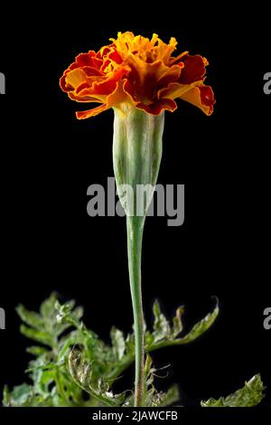 marigolds francesi, tagetes patula, fiore giallo dorato luminoso isolato su sfondo nero Foto Stock