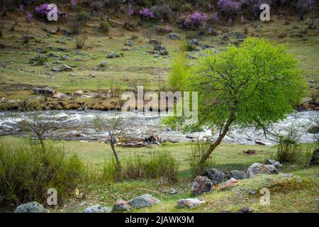 Acqua torbida del fiume Chuya nella Repubblica Altai, paesaggio naturale con montagne, fiume e alberi in Russia Foto Stock