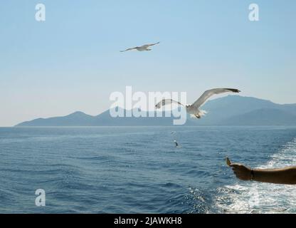 Braccio di un uomo che alimenta i gabbiani da una barca nell'isola di Thassos, in Grecia Foto Stock