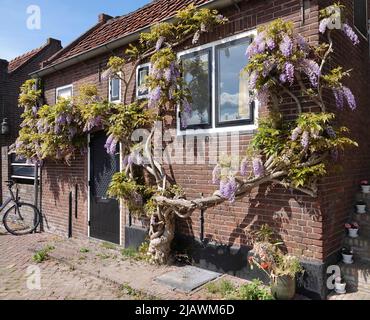 Bunschoten-Spakenburg - Maggio 12 2022 - questa antica residenza olandese nella storica cittadina di pescatori di Spakenburg ha una notevole glicina wisteria floribunda Foto Stock