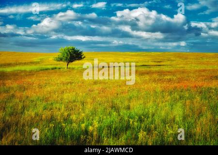 Lone Tree e fiori selvatici. Zumwalt Prairie preservare, Oregon Foto Stock