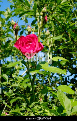 fiore di rosa rampling di recente apertura con germogli su un cespuglio in giardino rurale zala contea ungheria Foto Stock