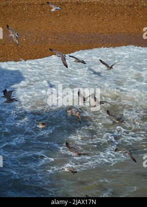 Un grande gruppo di gabbiani di aringhe giovanili si alza dalla luce del sole per ombreggiare i mari ruvidi e la spiaggia di ghiaia del litorale di Brighton. Foto Stock