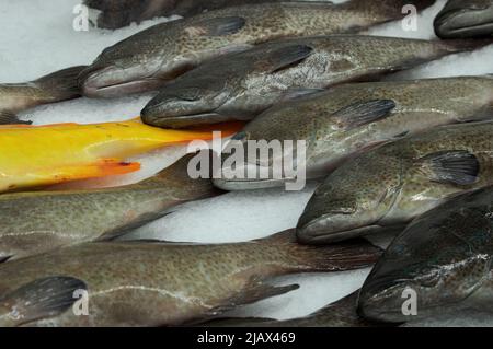 Pesce di cabrilla a cernie fresche esposto sul ghiaccio in un mercato di pesce a San Pedro, California. Foto Stock