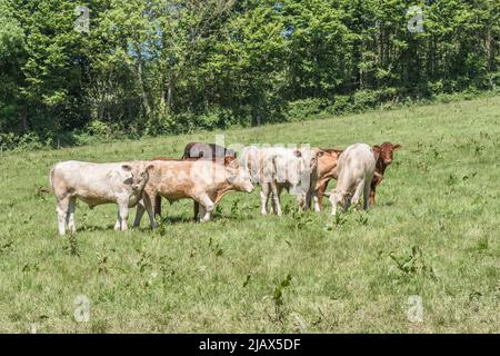 Piccolo gruppo di giovani giovenchi sul campo e guardando in modo inquietante la fotocamera. Per l'industria del bestiame del Regno Unito, la carne bovina britannica, l'agricoltura del Regno Unito, il benessere degli animali da fattoria del Regno Unito. Foto Stock