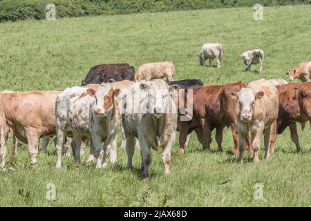 Piccolo gruppo di giovani giovenchi sul campo e guardando in modo inquietante la fotocamera. Per l'industria del bestiame del Regno Unito, la carne bovina britannica, l'agricoltura del Regno Unito, il benessere degli animali da fattoria del Regno Unito. Foto Stock