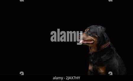 Cani testa di un cane Rottweiler razza su uno sfondo scuro - ritratto, guardando con attenzione nella distanza, fuoco selettivo Foto Stock