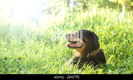 Ritratto di un cane di razza Rottweiler con un sorriso soddisfatto che riposa nell'erba su una passeggiata sfondo naturale piante fogliame con luce solare, selettivo fo Foto Stock