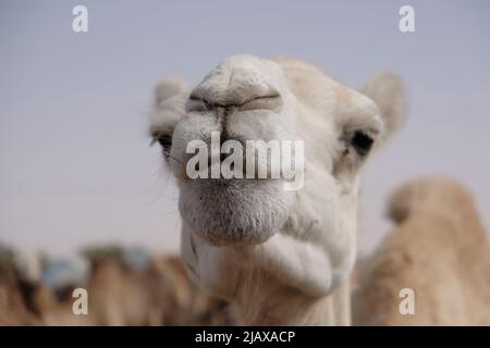 Un primo piano di un dromedario in vendita al mercato dei cammelli in Nouakchott Mauritania Foto Stock