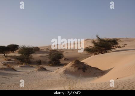 Acacias tra dune di sabbia nel deserto del Sahara Foto Stock