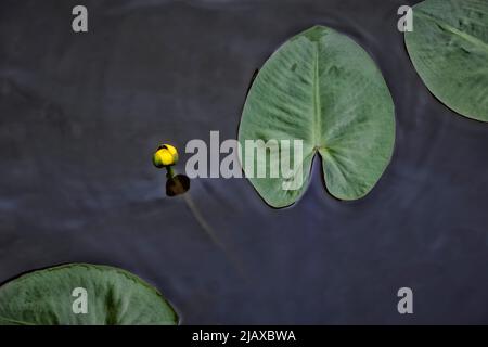 Primo piano di un fiore giallo germoglio di un giglio d'acqua in uno stagno. Foto Stock