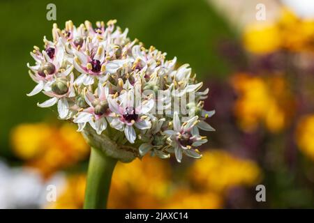 Allium "molla del diluente" Foto Stock