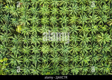 Paesaggio tropicale, vista aerea dall'alto delle palme. Foto Stock