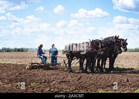 Donna che arava un campo con una squadra di quattro cavalli neri Percheron. Foto Stock