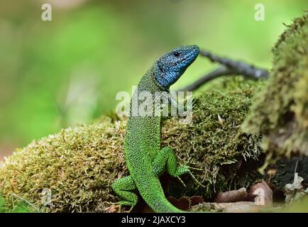 Lucertola verde europea - Lacerta viridis maschio con sfondo verde Foto Stock