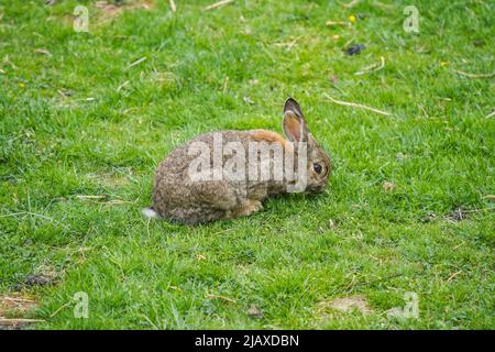 Un coniglio addomesticato su un prato in un parco pubblico. Foto Stock