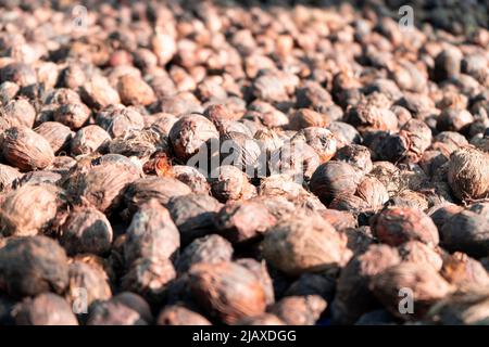 Closeup shot di cocco copra frutta secca funghi tartufi che asciugano al sole in havelock andaman isola Foto Stock